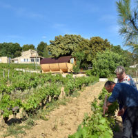 gîte tonneau, gîte insolite, gîte Beaumes de Venise