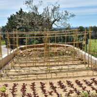 potager, manger local, culture, vegetable garden, local food