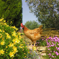 poules, œufs, local, hens, eggs