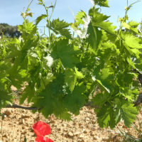 vigne beaumes de venise, vin beaume de venise