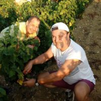 vendange vignoble beaumes de venise